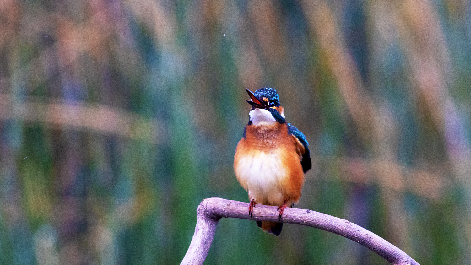 Common Kingfisher